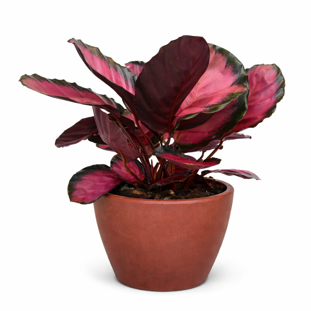 Calathea 'Purple Rose' Live Plant
