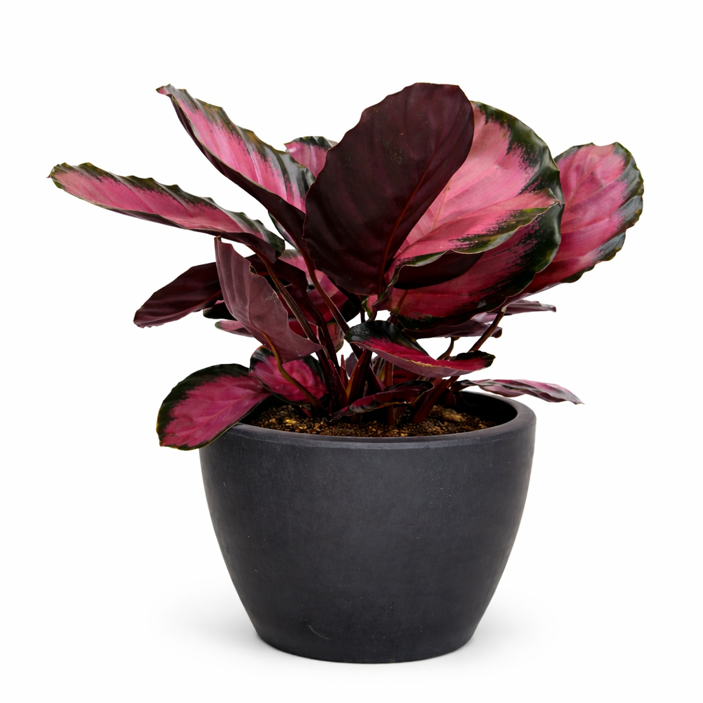 Calathea 'Purple Rose' Live Plant