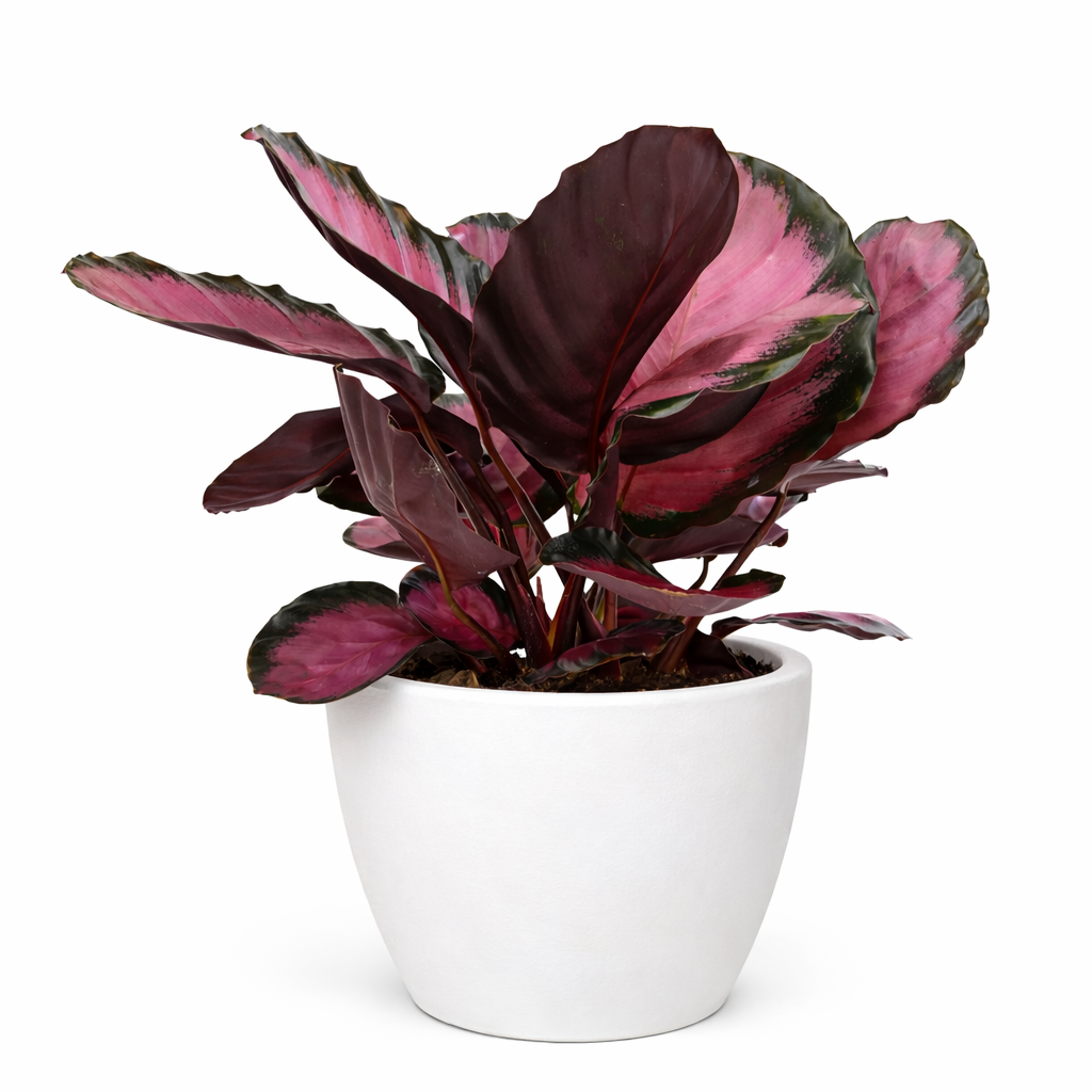 Calathea 'Purple Rose' Live Plant