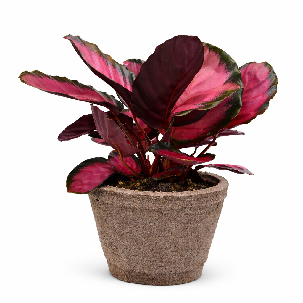 Calathea 'Purple Rose' Live Plant