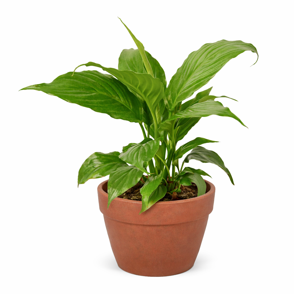 Spathiphyllum 'Peace Lily' – view 8