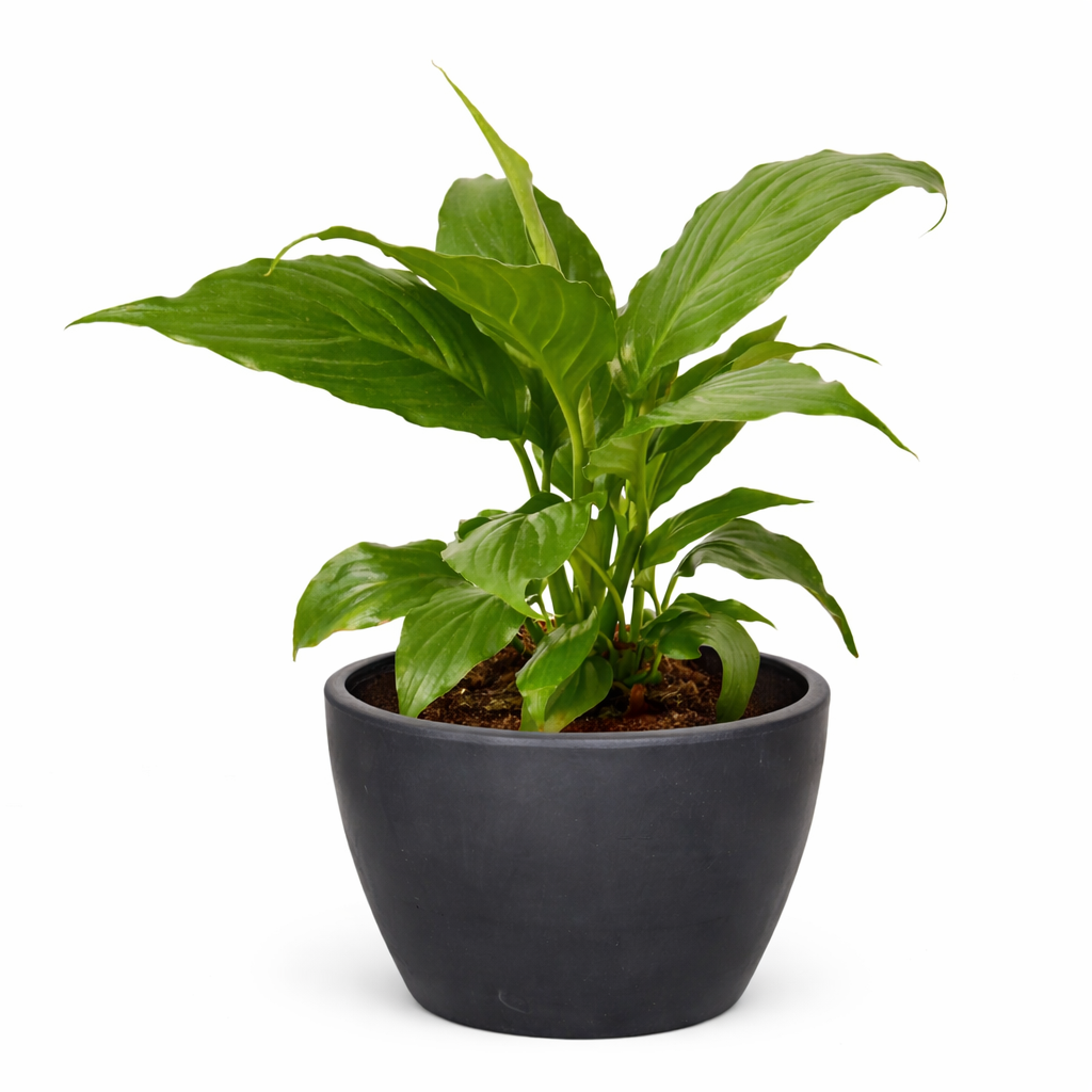 Spathiphyllum 'Peace Lily' – view 9