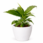 Spathiphyllum 'Peace Lily' – view 10
