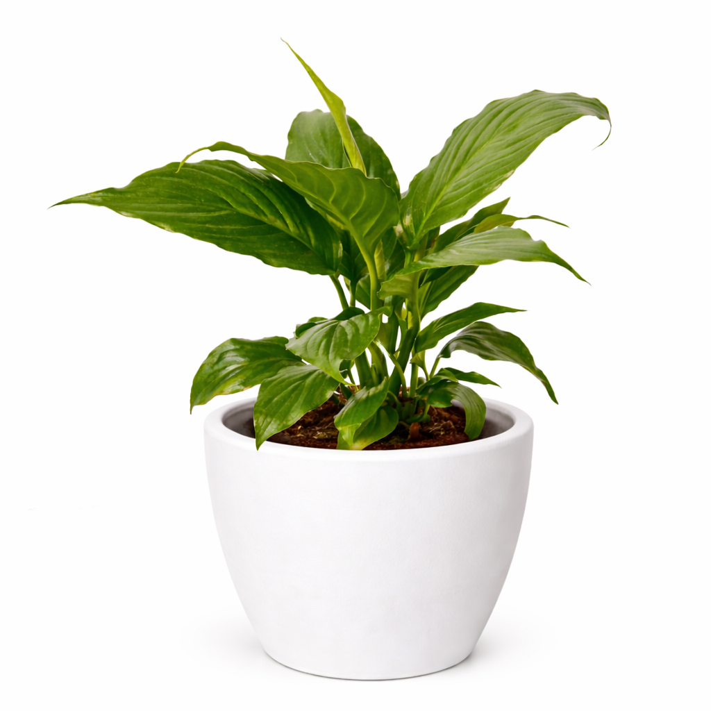 Spathiphyllum 'Peace Lily' – view 10