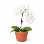 Orchid 'White Phalaenopsis' – view 7