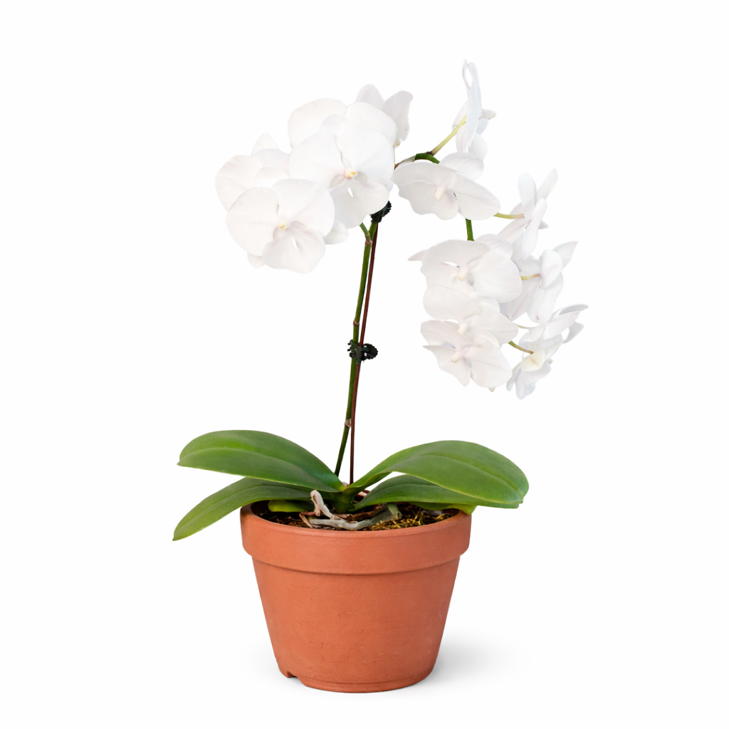 Orchid 'White Phalaenopsis' – view 7