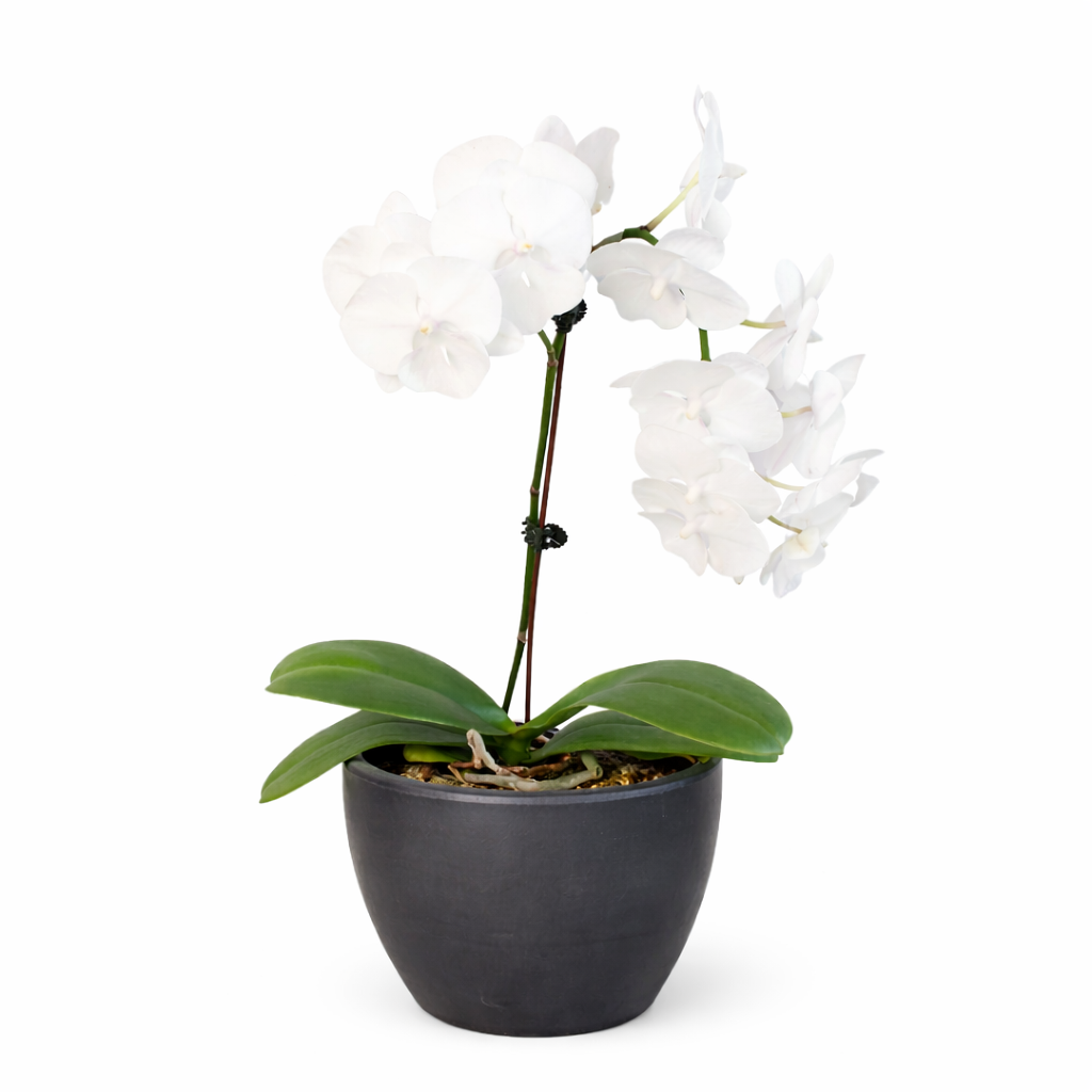 Orchid 'White Phalaenopsis' – view 8