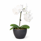 Orchid 'White Phalaenopsis' – view 8