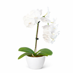Orchid 'White Phalaenopsis' – view 9