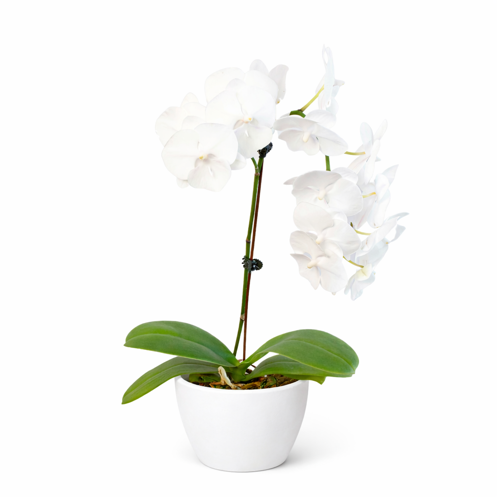 Orchid 'White Phalaenopsis' – view 9