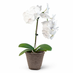 Orchid 'White Phalaenopsis' – view 10