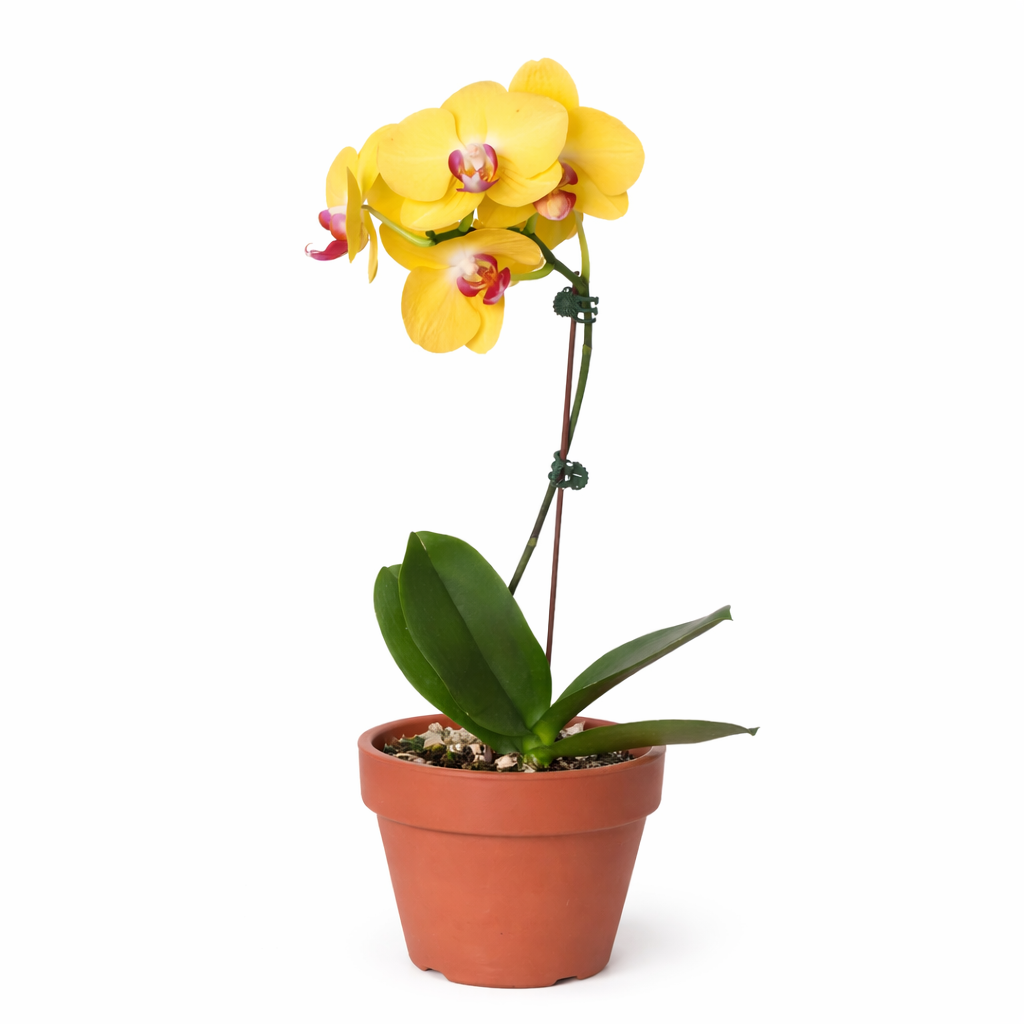 Orchid 'Yellow Phalaenopsis' – view 5