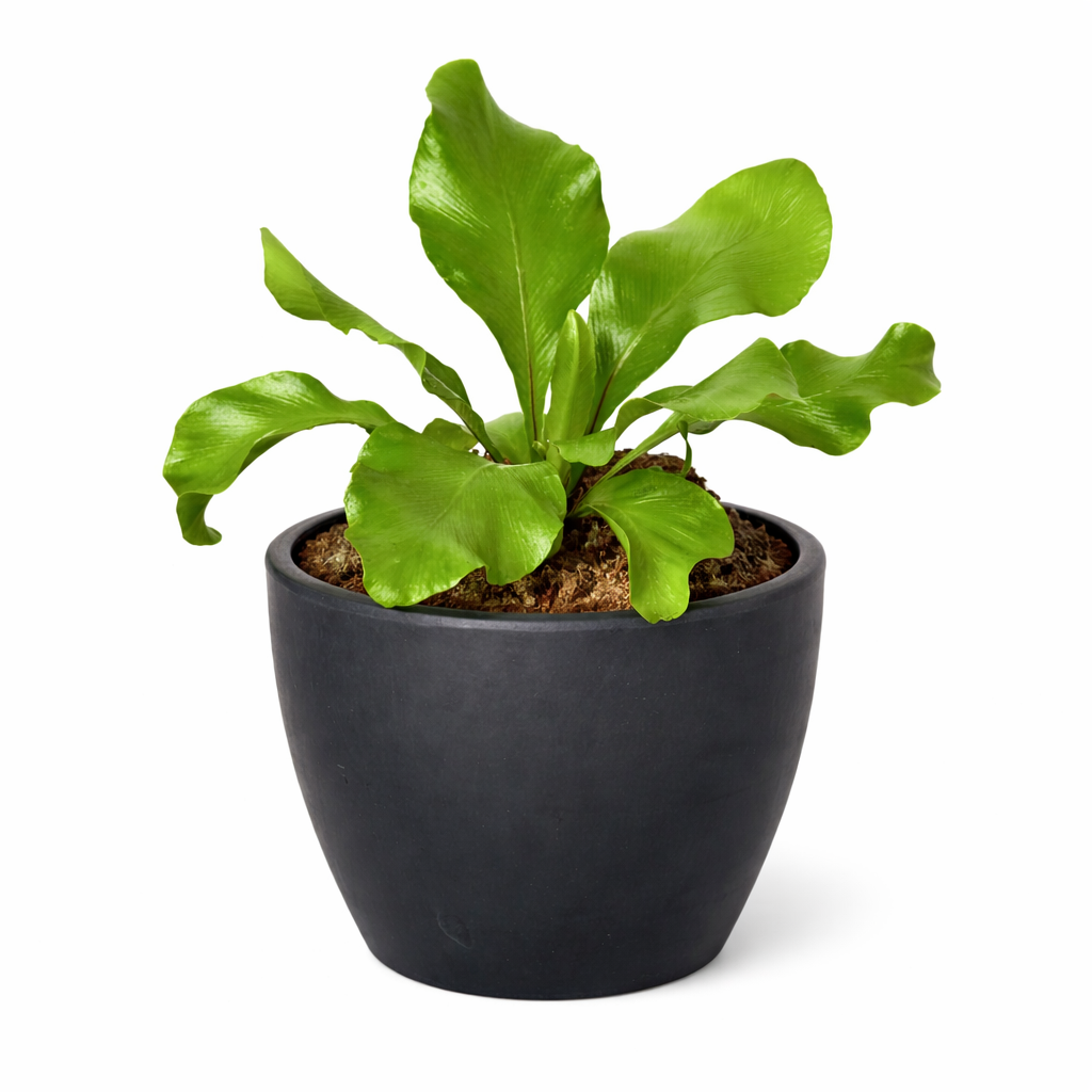 Bird's Nest 'Nidus' Fern – view 5
