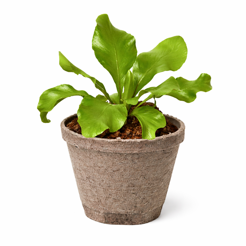 Bird's Nest 'Nidus' Fern – view 6