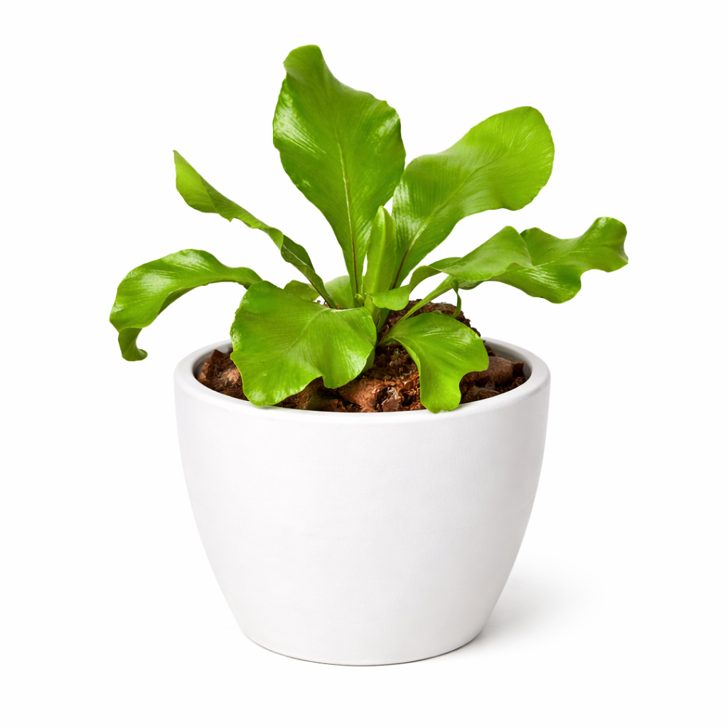 Bird's Nest 'Nidus' Fern – view 7