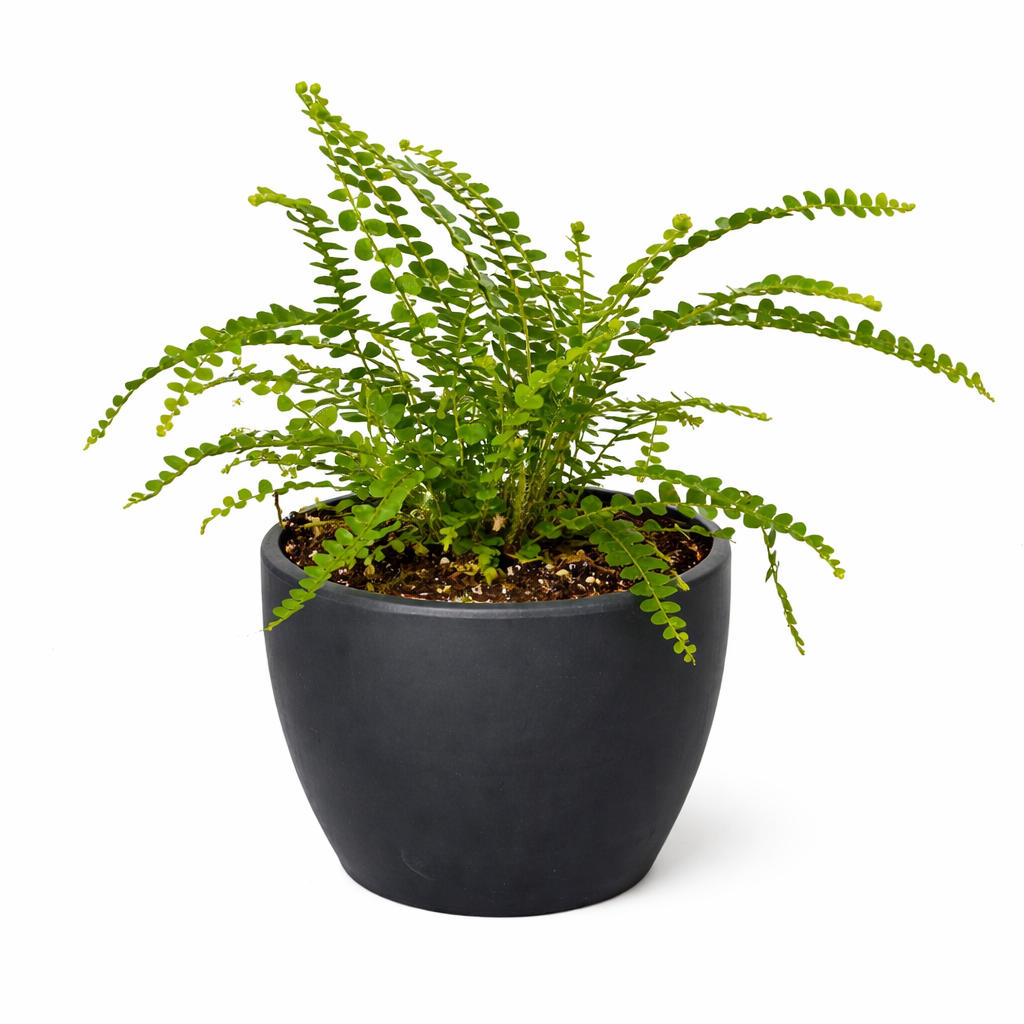 Fern 'Lemon Button' – view 8