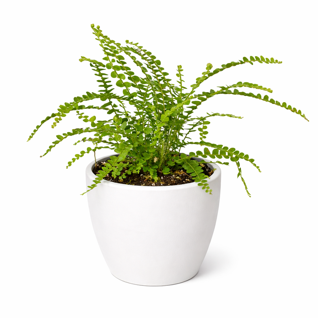 Fern 'Lemon Button' – view 9