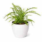 Fern 'Lemon Button' – view 9