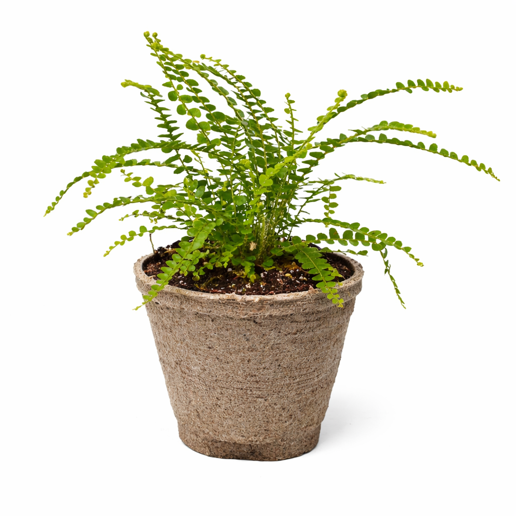 Fern 'Lemon Button' – view 10