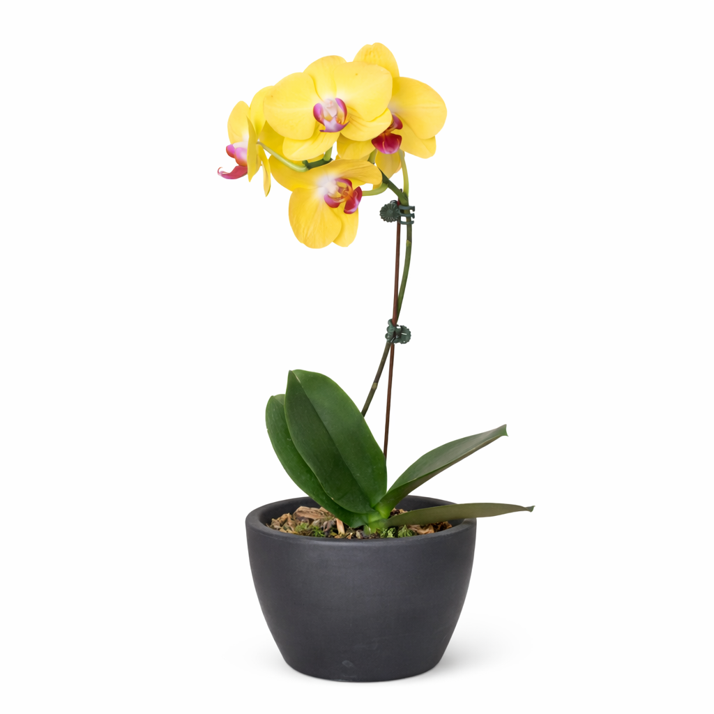 Orchid 'Yellow Phalaenopsis' – view 6