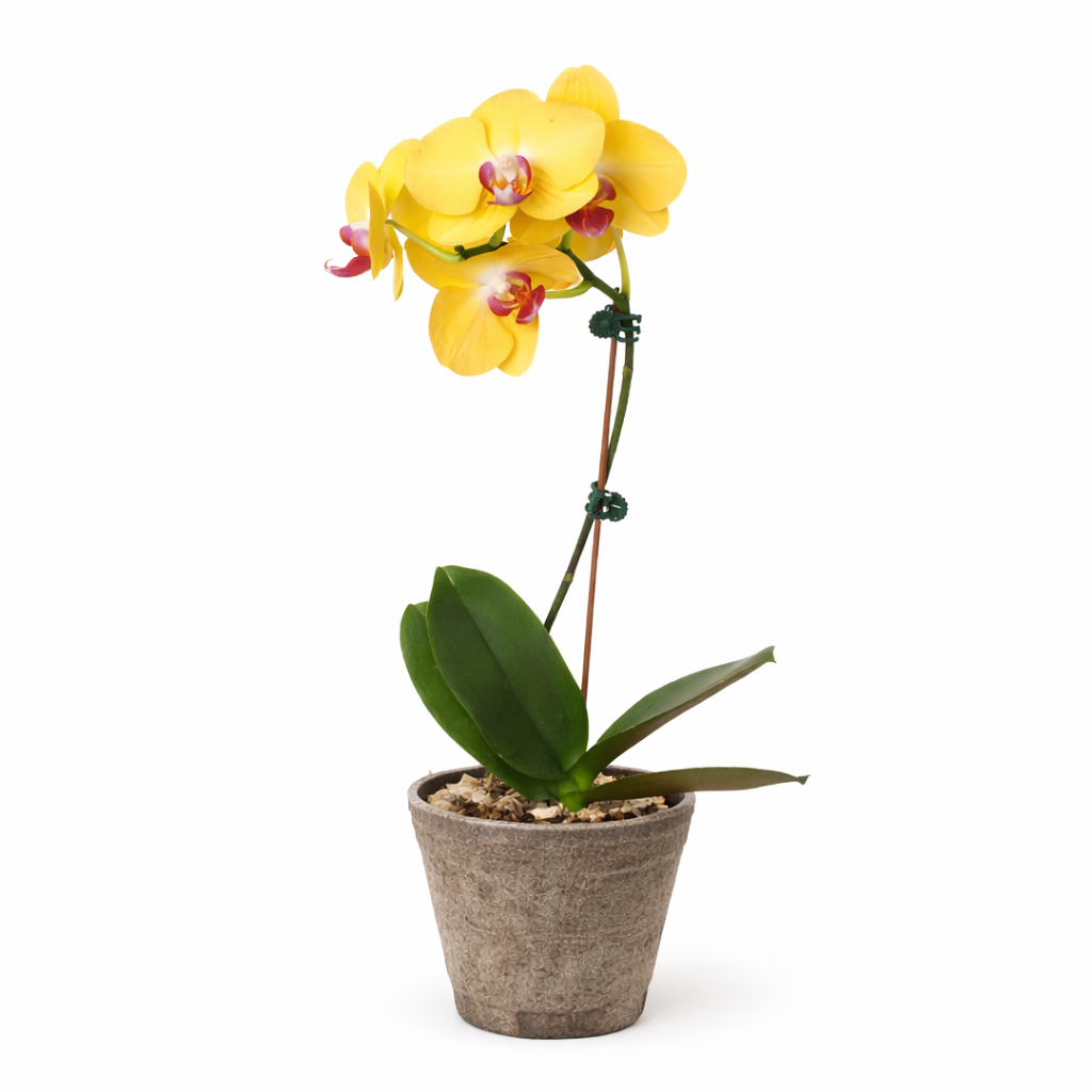 Orchid 'Yellow Phalaenopsis' – view 8