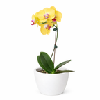 Orchid 'Yellow Phalaenopsis' – view 7