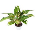 Chinese Evergreen 'Sparkling Sarah'