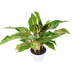 Chinese Evergreen 'Sparkling Sarah'
