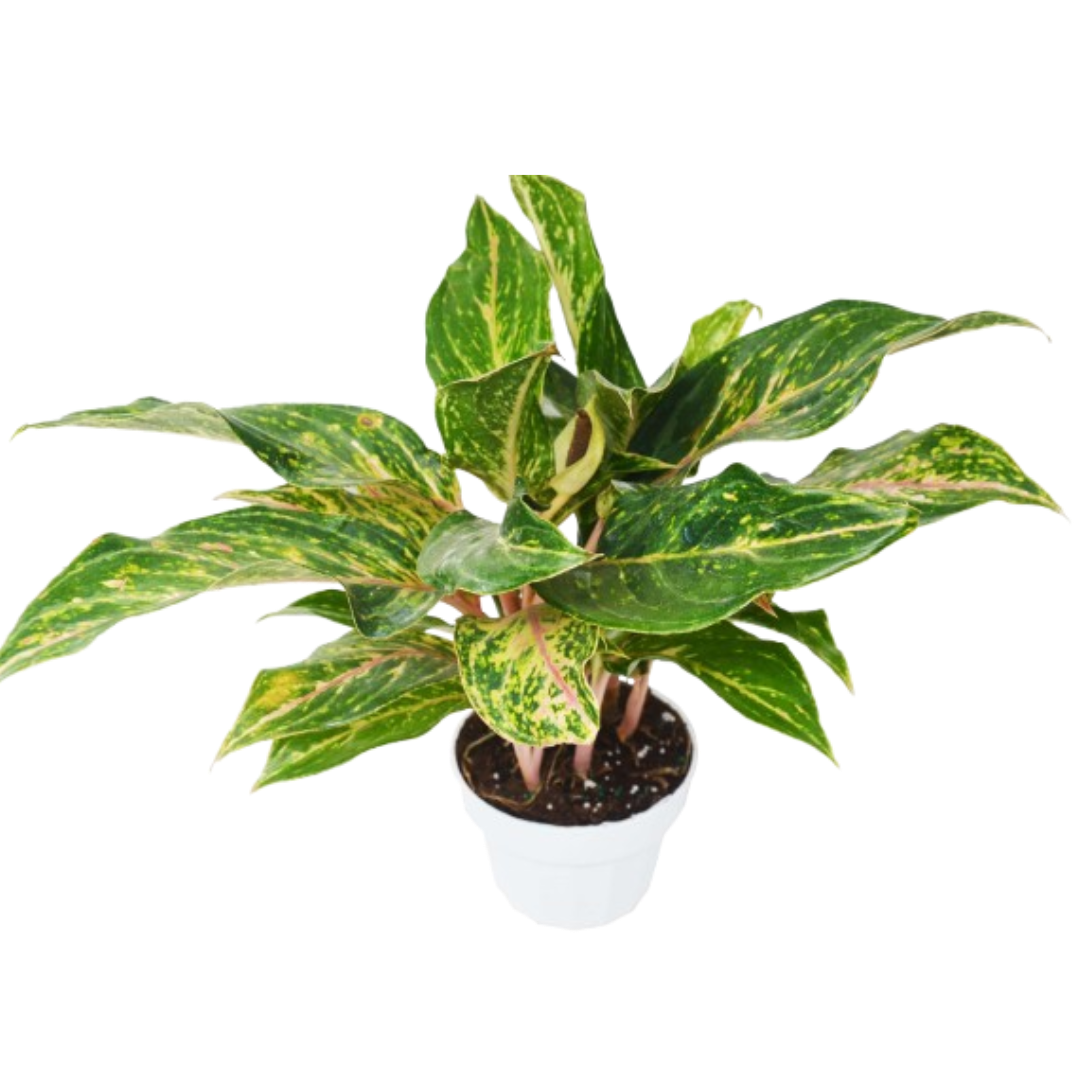 Chinese Evergreen 'Sparkling Sarah'