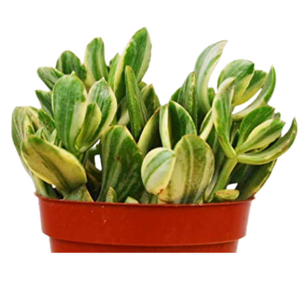 Crassula Ovata 'Variegated Jade' Succulent