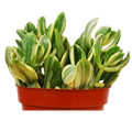 Crassula Ovata 'Variegated Jade' Succulent
