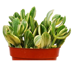 Crassula Ovata 'Variegated Jade' Succulent