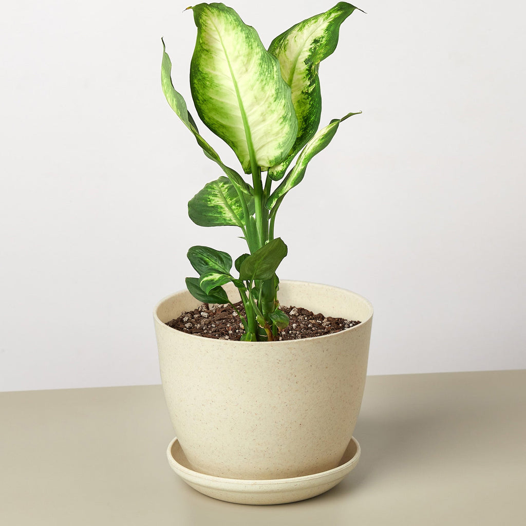 Dieffenbachia Camille – view 10