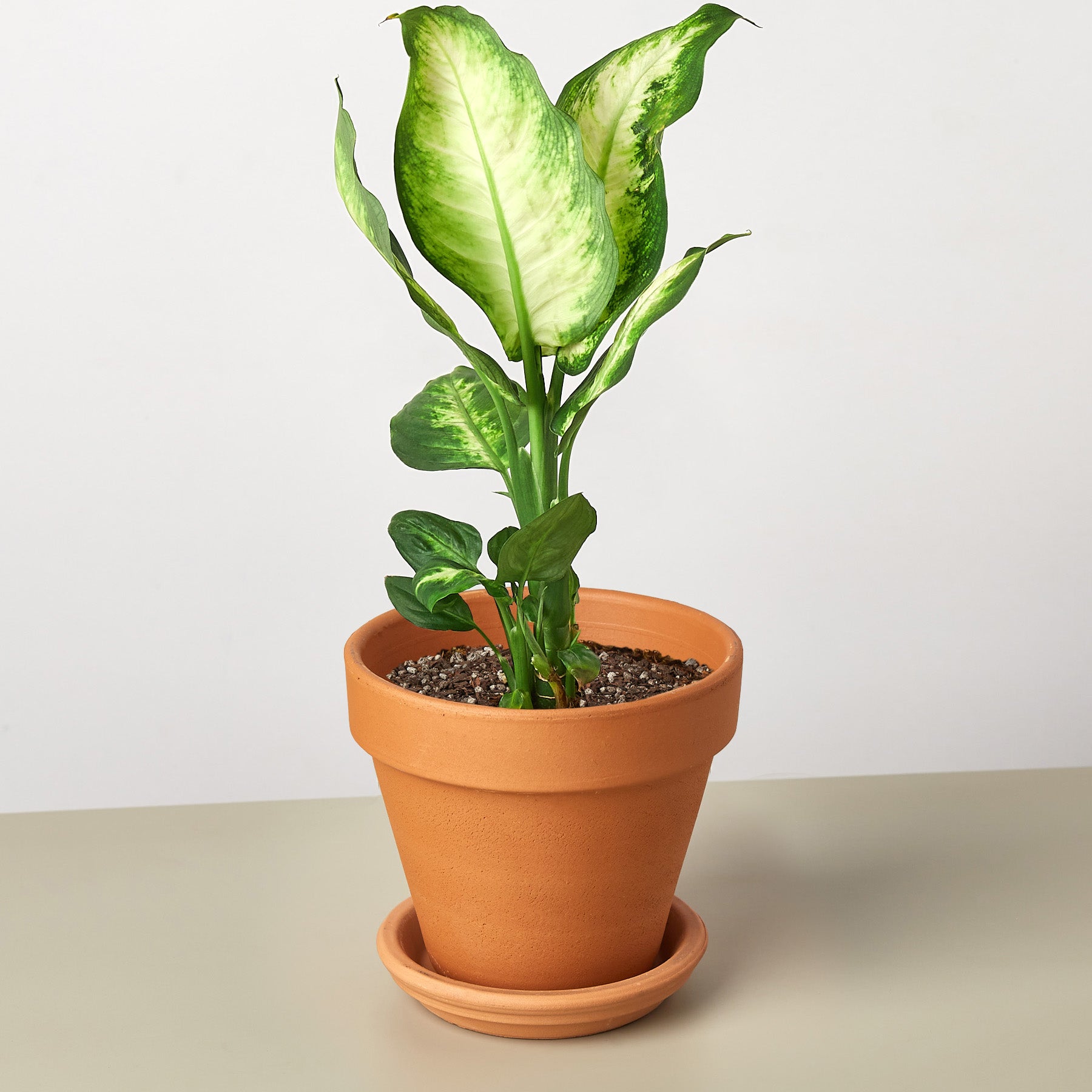 Dieffenbachia Camille – view 11
