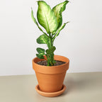 Dieffenbachia Camille – view 11