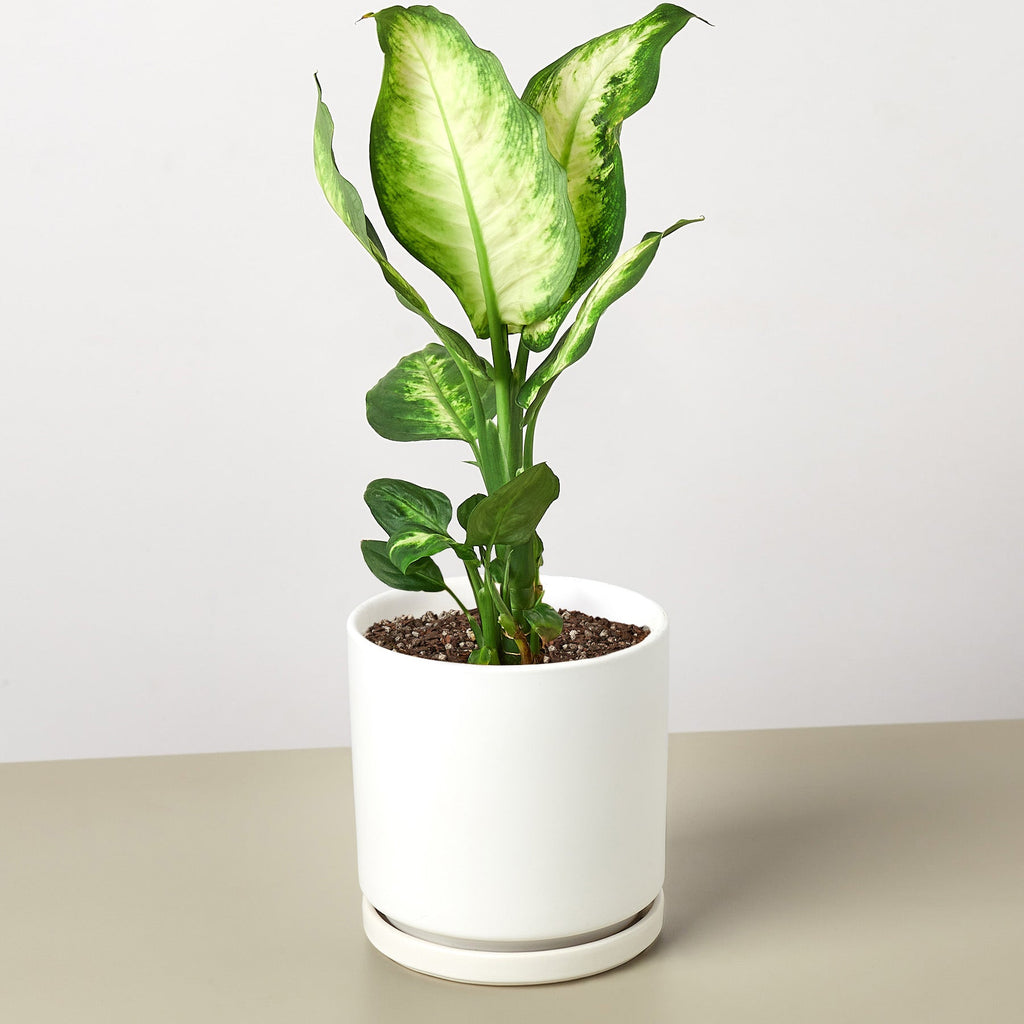 Dieffenbachia Camille – view 12