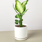 Dieffenbachia Camille – view 12