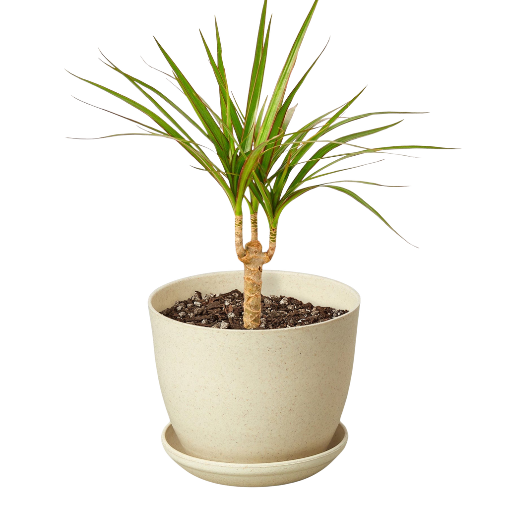 Dracaena 'Marginata Cane' – view 7