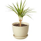 Dracaena 'Marginata Cane' – view 7