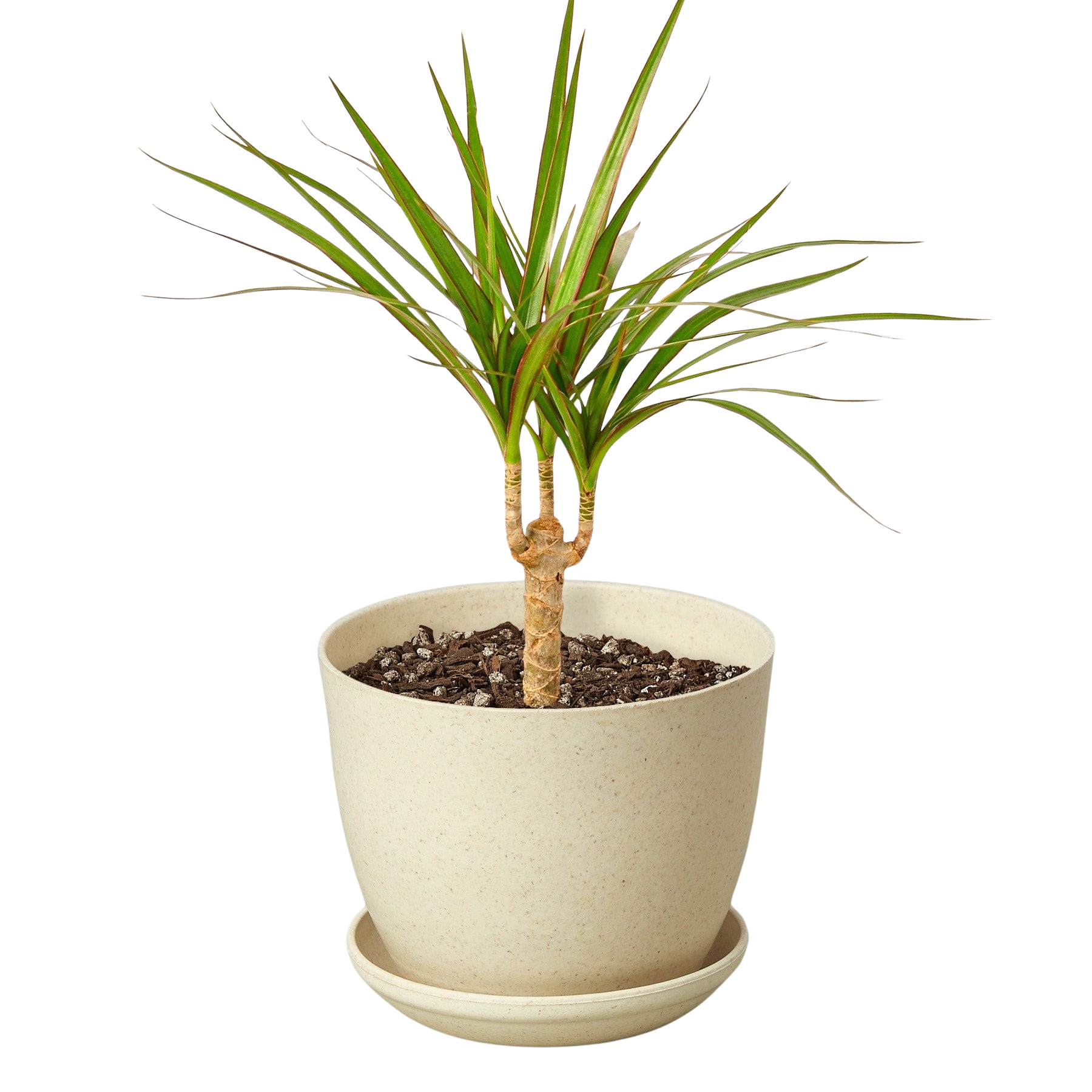 Dracaena 'Marginata Cane' – view 7