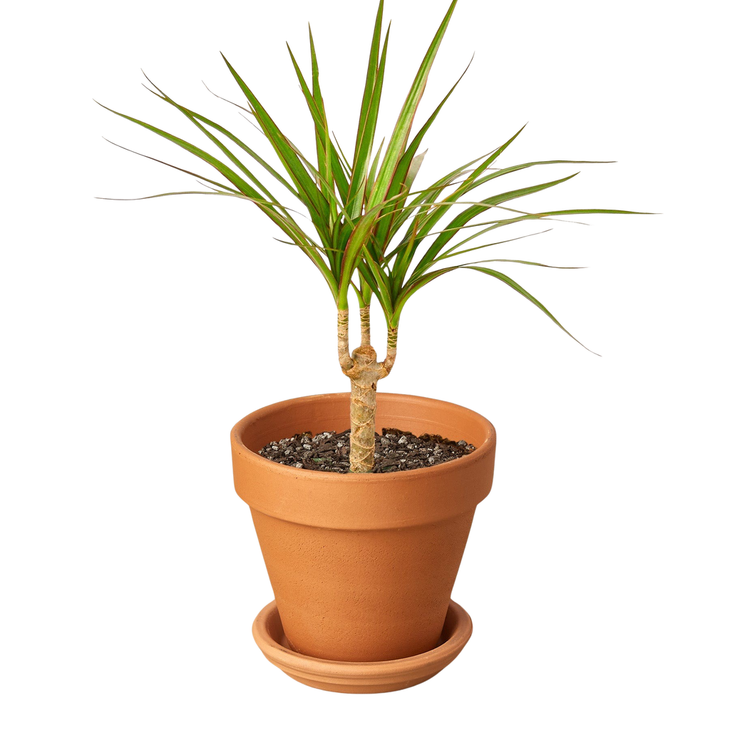 Dracaena 'Marginata Cane' – view 8