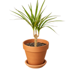 Dracaena 'Marginata Cane' – view 8
