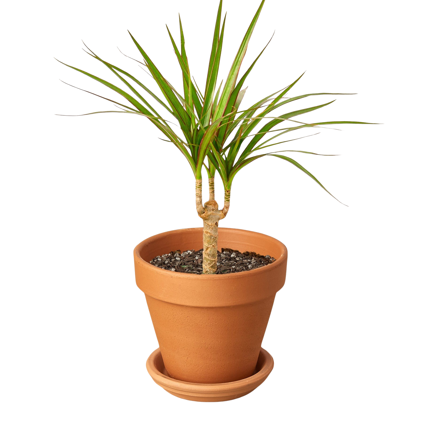 Dracaena 'Marginata Cane' – view 8