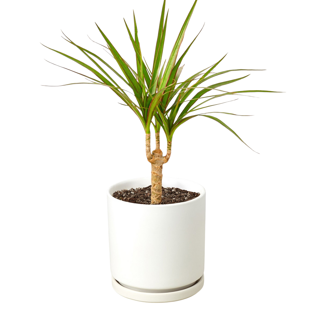 Dracaena 'Marginata Cane' – view 4