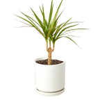 Dracaena 'Marginata Cane' – view 4