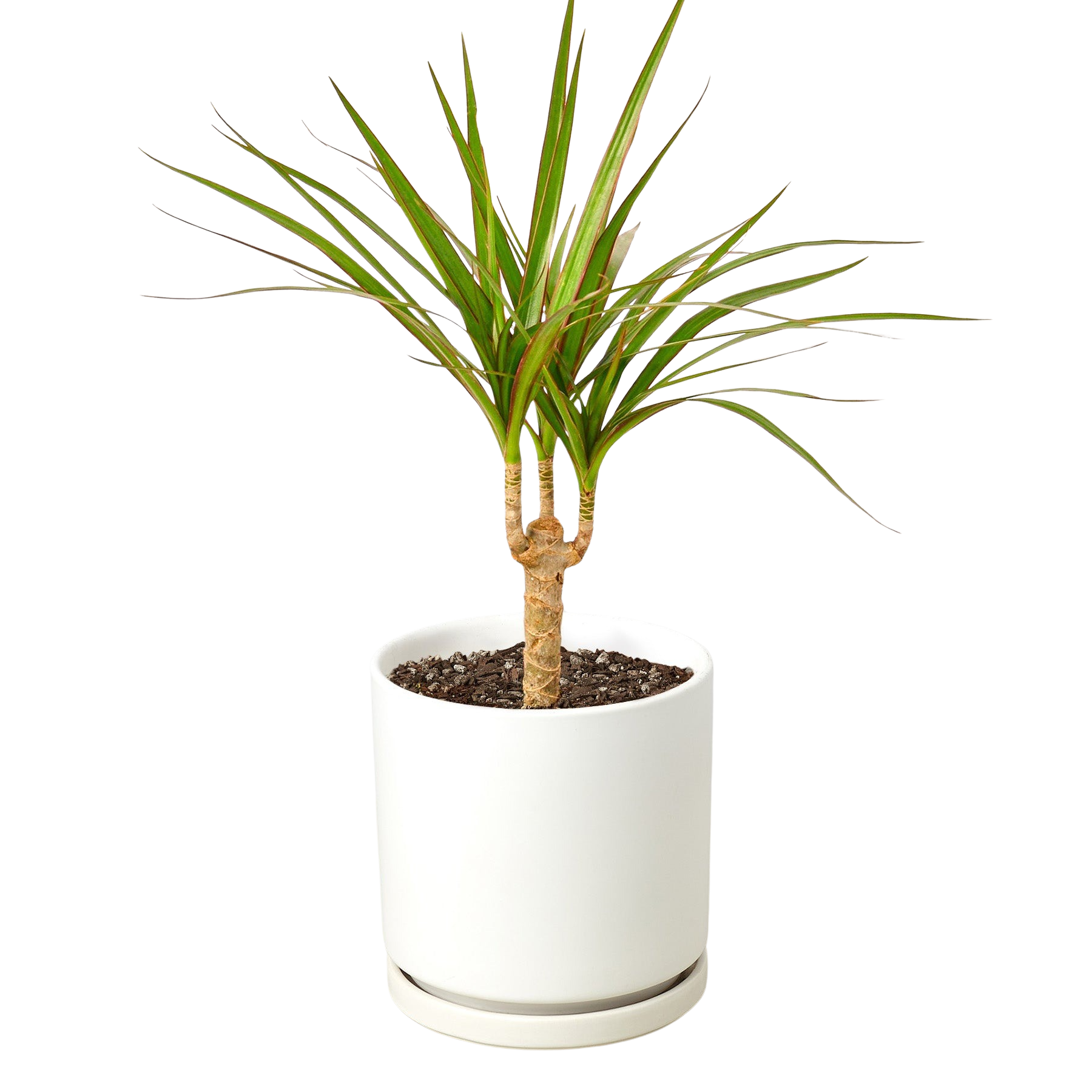 Dracaena 'Marginata Cane' – view 4