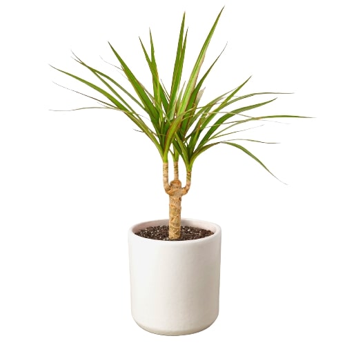 Dracaena Marginata Cane – view 3