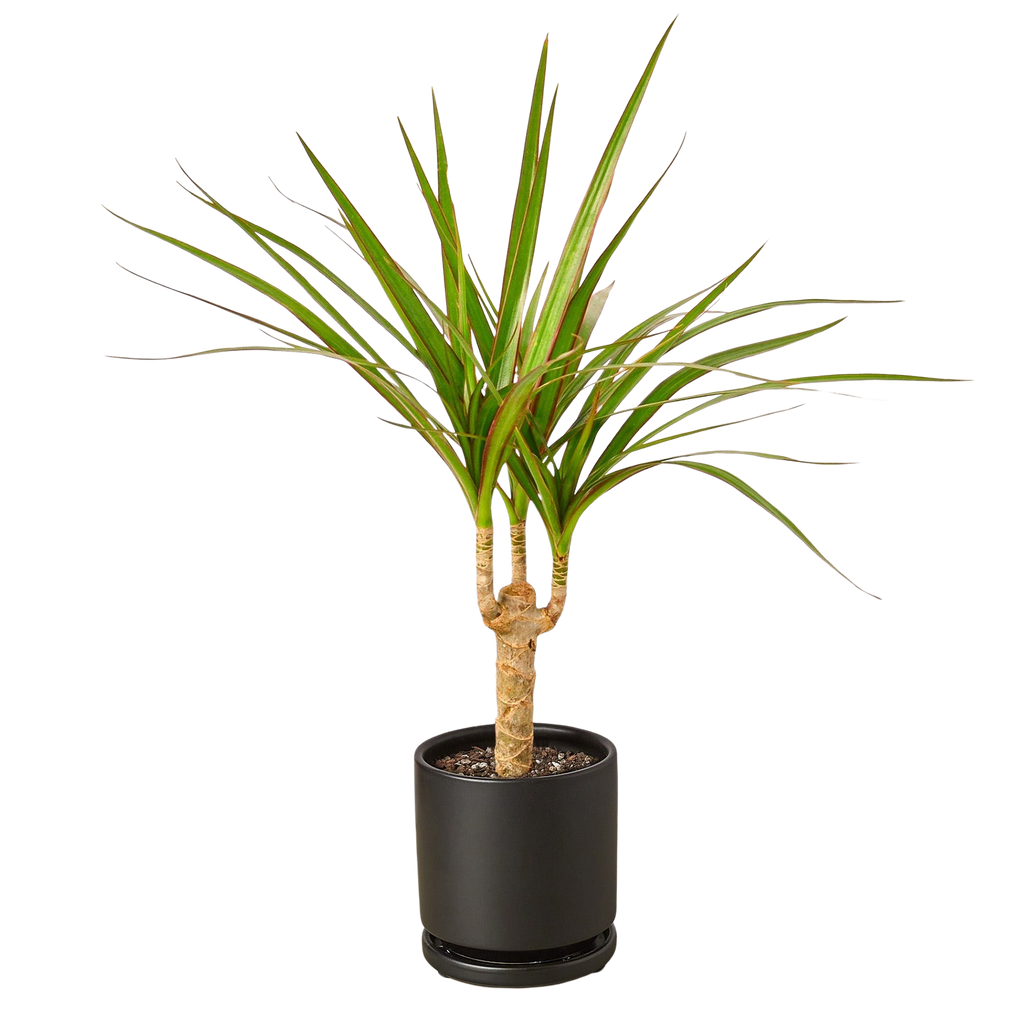 Dracaena 'Marginata Cane' – view 6
