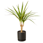 Dracaena 'Marginata Cane' – view 6