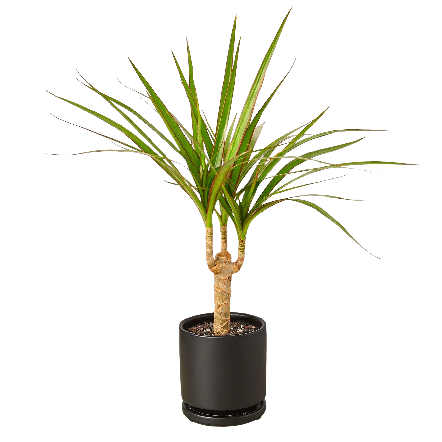 Dracaena 'Marginata Cane' – view 6
